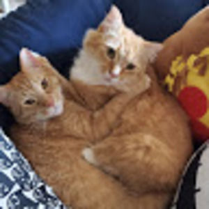 Meet your Posher, Savannah